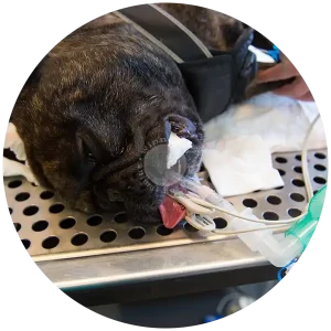 Pet Endoscopy by Winnetka Animal Hospital - Winnetka IL