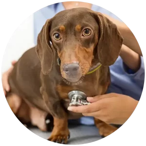 Preventative Pet Health with Winnetka Animal Hospital