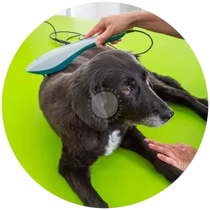 Veterinary Laser Therapy Treatment by Winnetka Animal Hospital